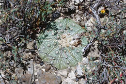 Image of Sand Dollar Cactus