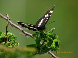 Image de Neptis rivularis Scopoli 1763