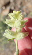 Stachys aurea Benth. resmi