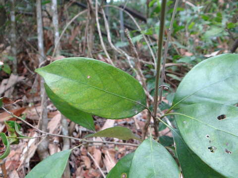 Слика од Lithocarpus taitoensis (Hayata) Hayata