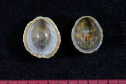 Image of prickly limpet