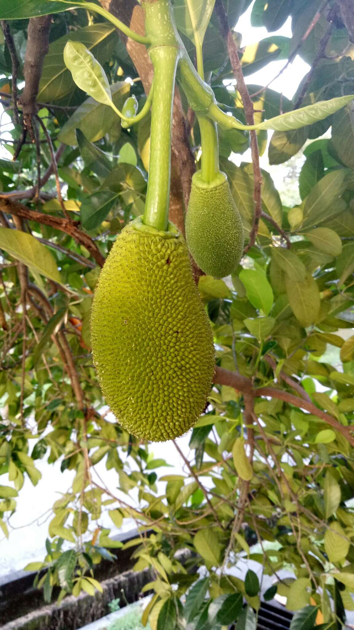 Image of jackfruit