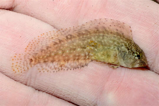 Image of Striped Blenny