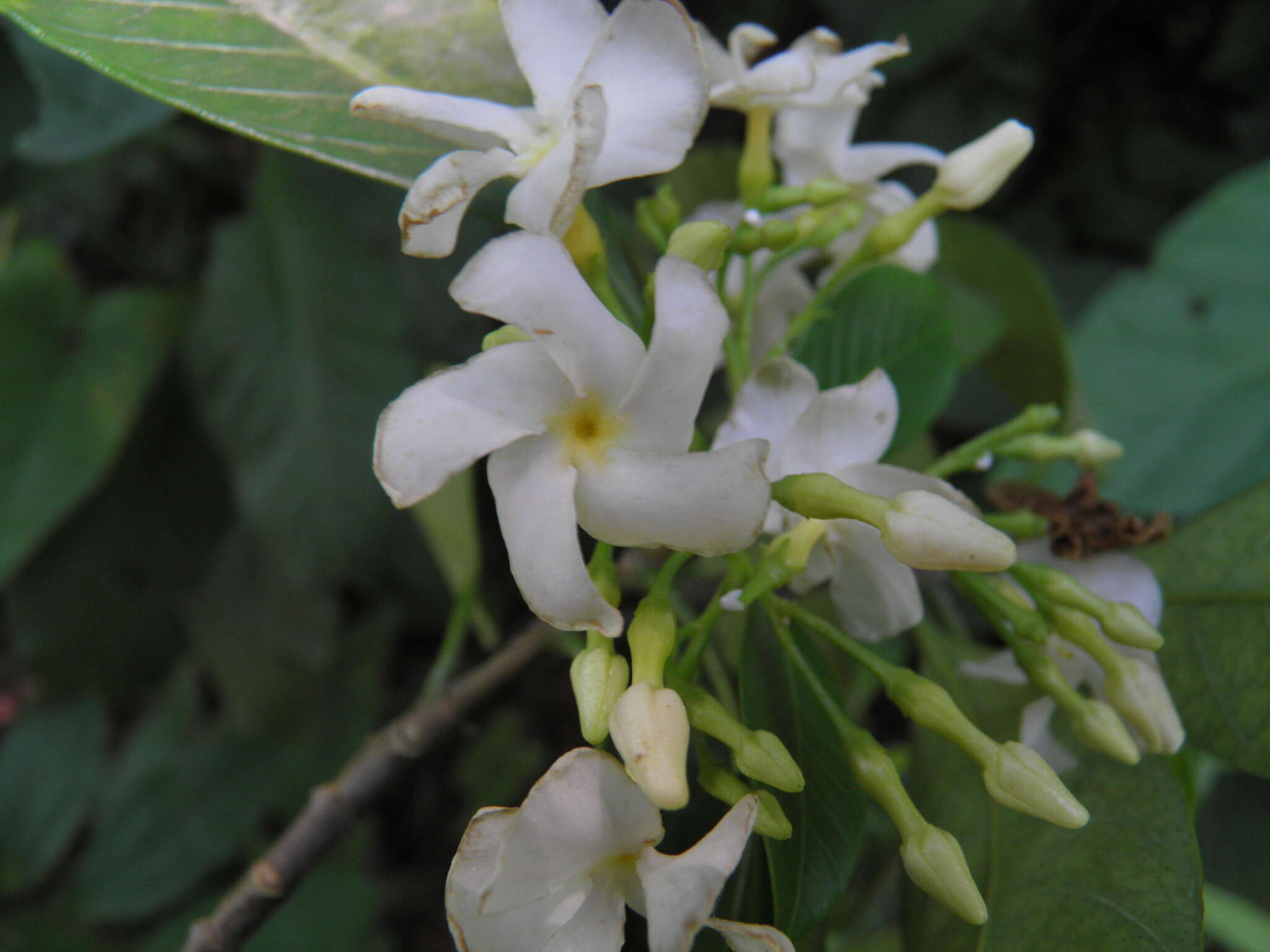 Image of Tabernaemontana arborea J. N. Rose ex J. D. Sm.