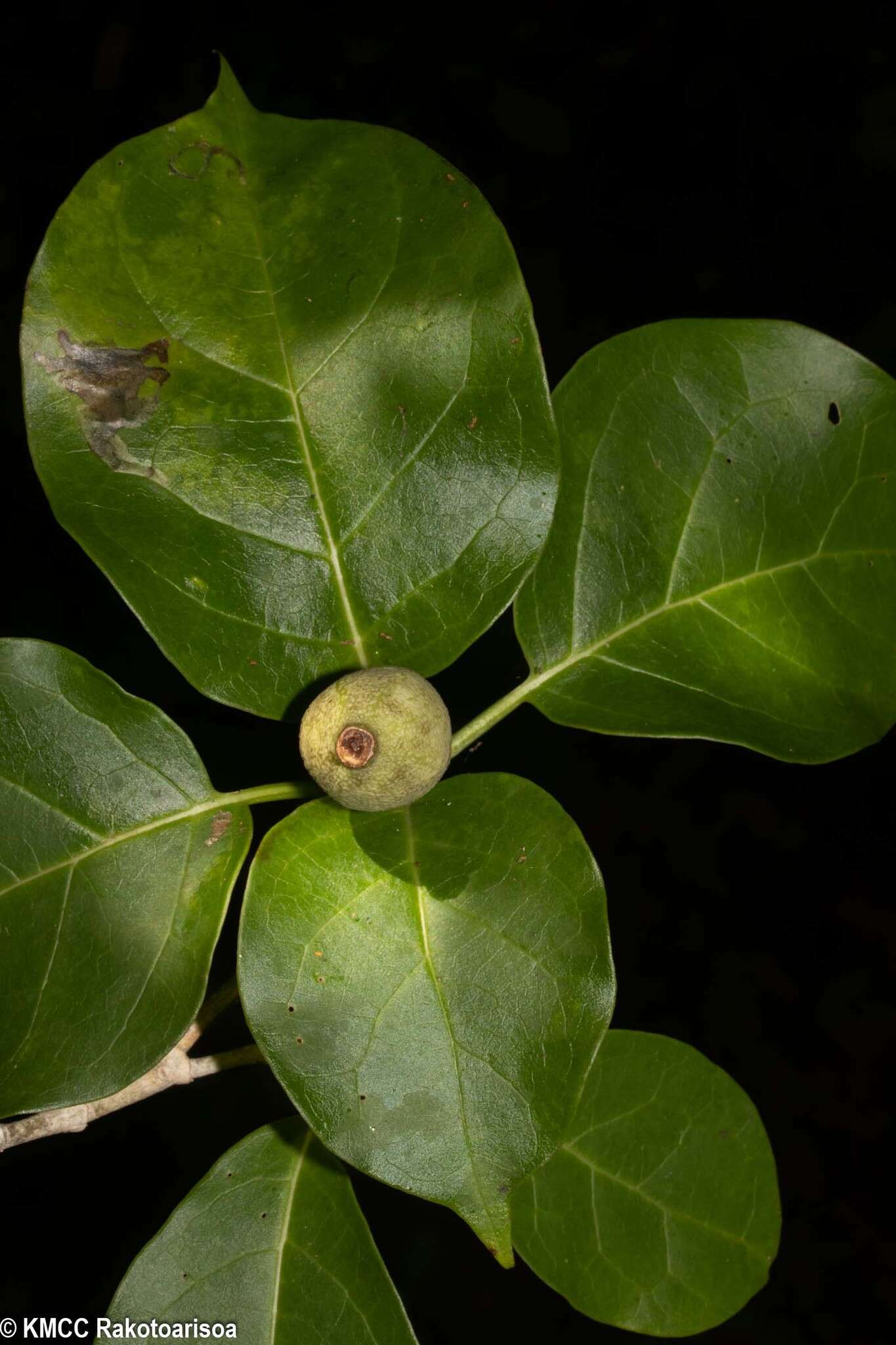 Image of Grevea madagascariensis Baill.