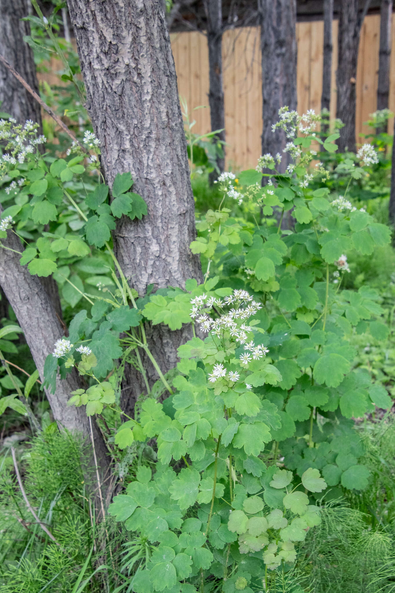 Слика од Thalictrum baicalense Turcz. ex Ledeb.