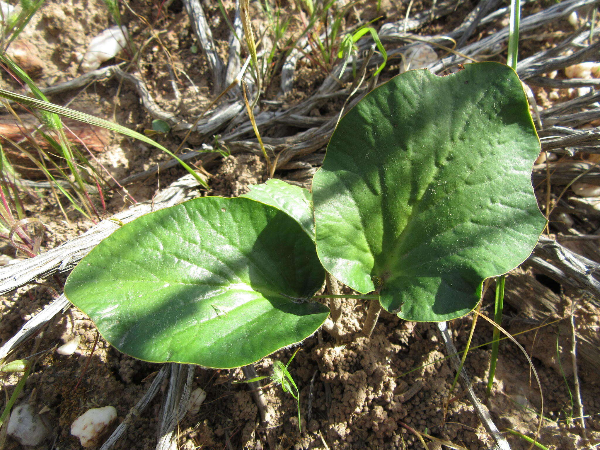 Image of Pelargonium asarifolium (Sweet) G. Don