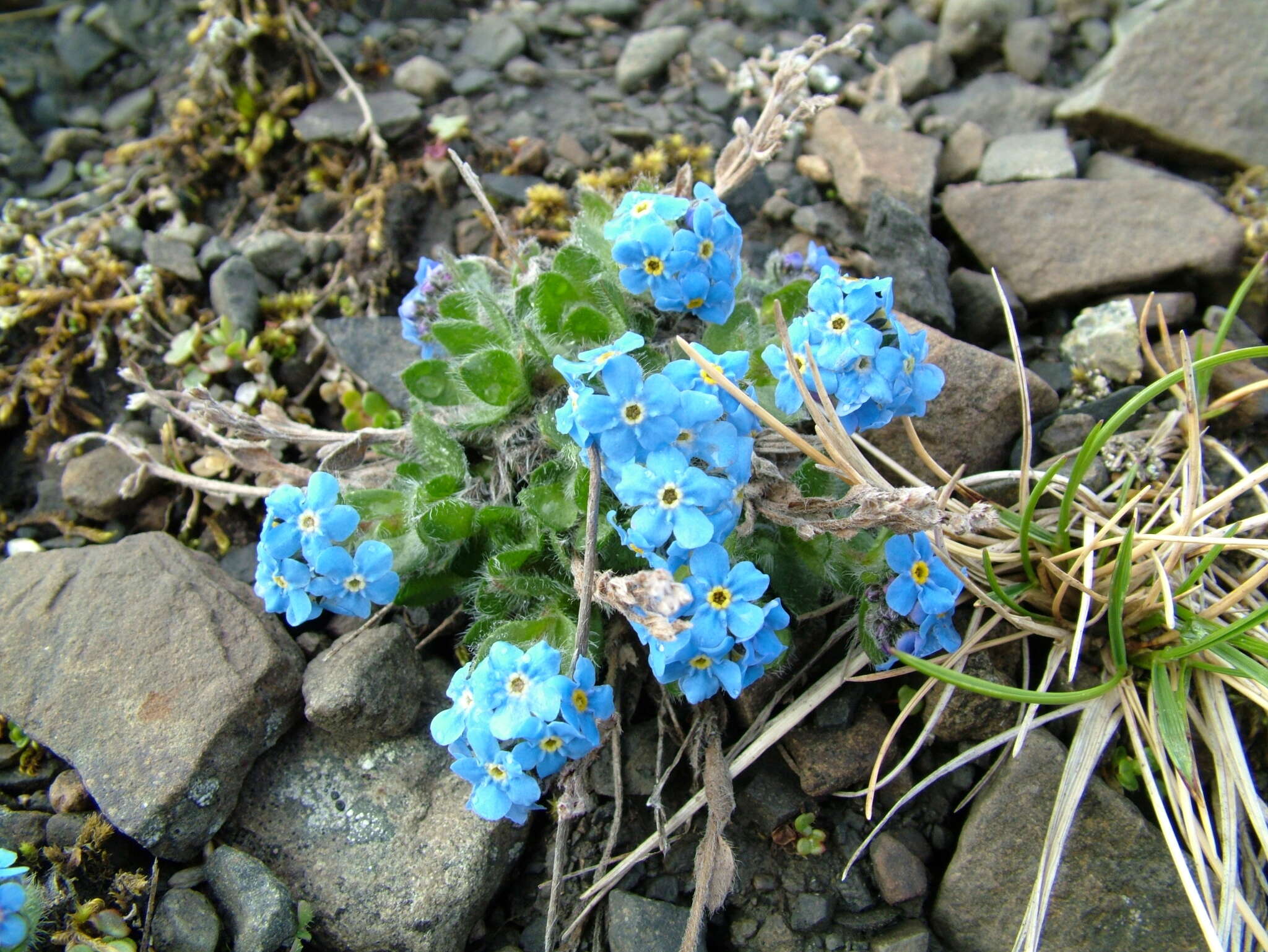 Image de Eritrichium villosum (Ledeb.) Bunge