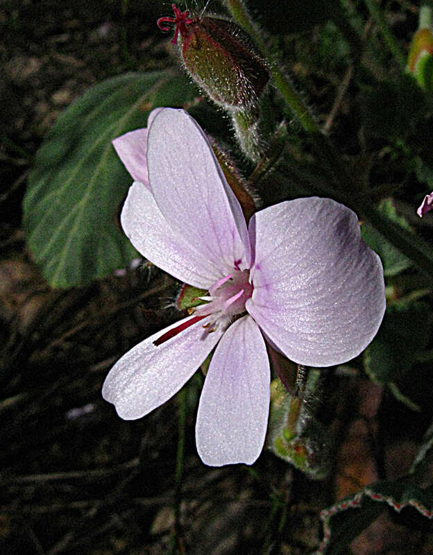 Image of Pelargonium ovale (Burm. fil.) L'Her.