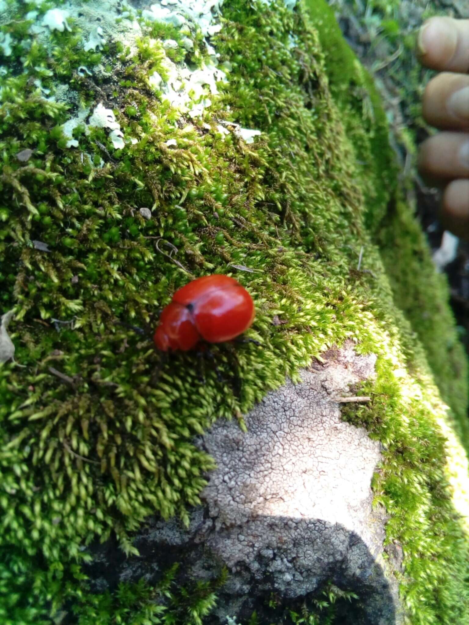 Image of Reddish Potato Beetle