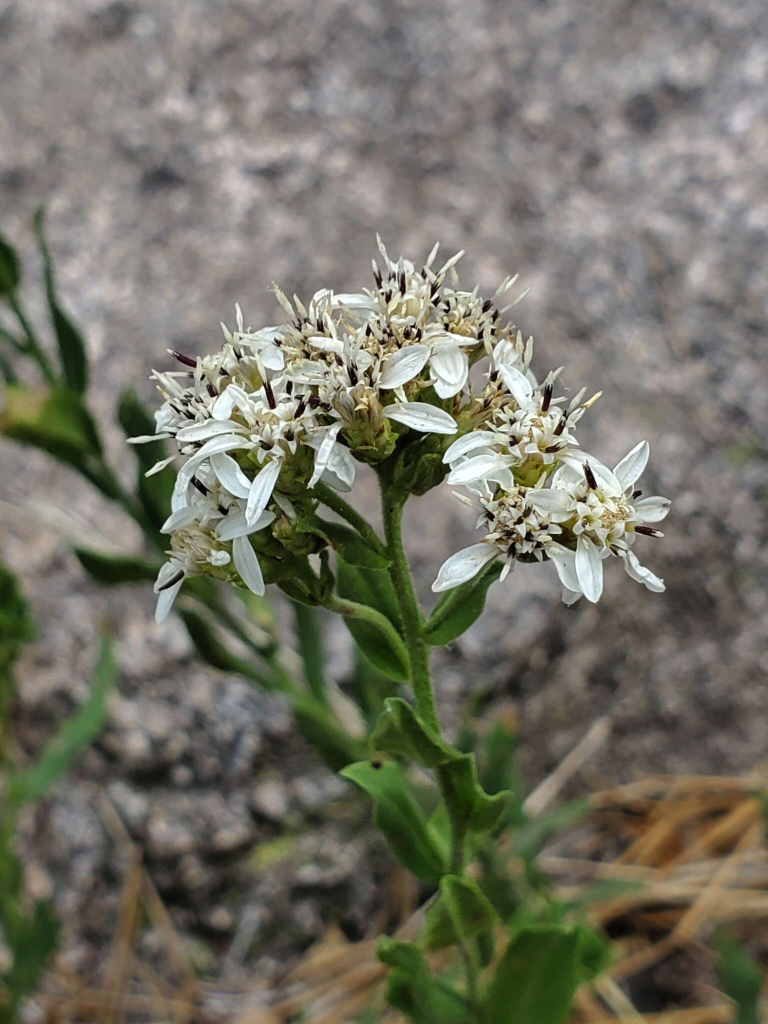 Plancia ëd Sericocarpus oregonensis Nutt.