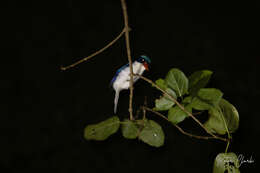 Image of Common Paradise Kingfisher