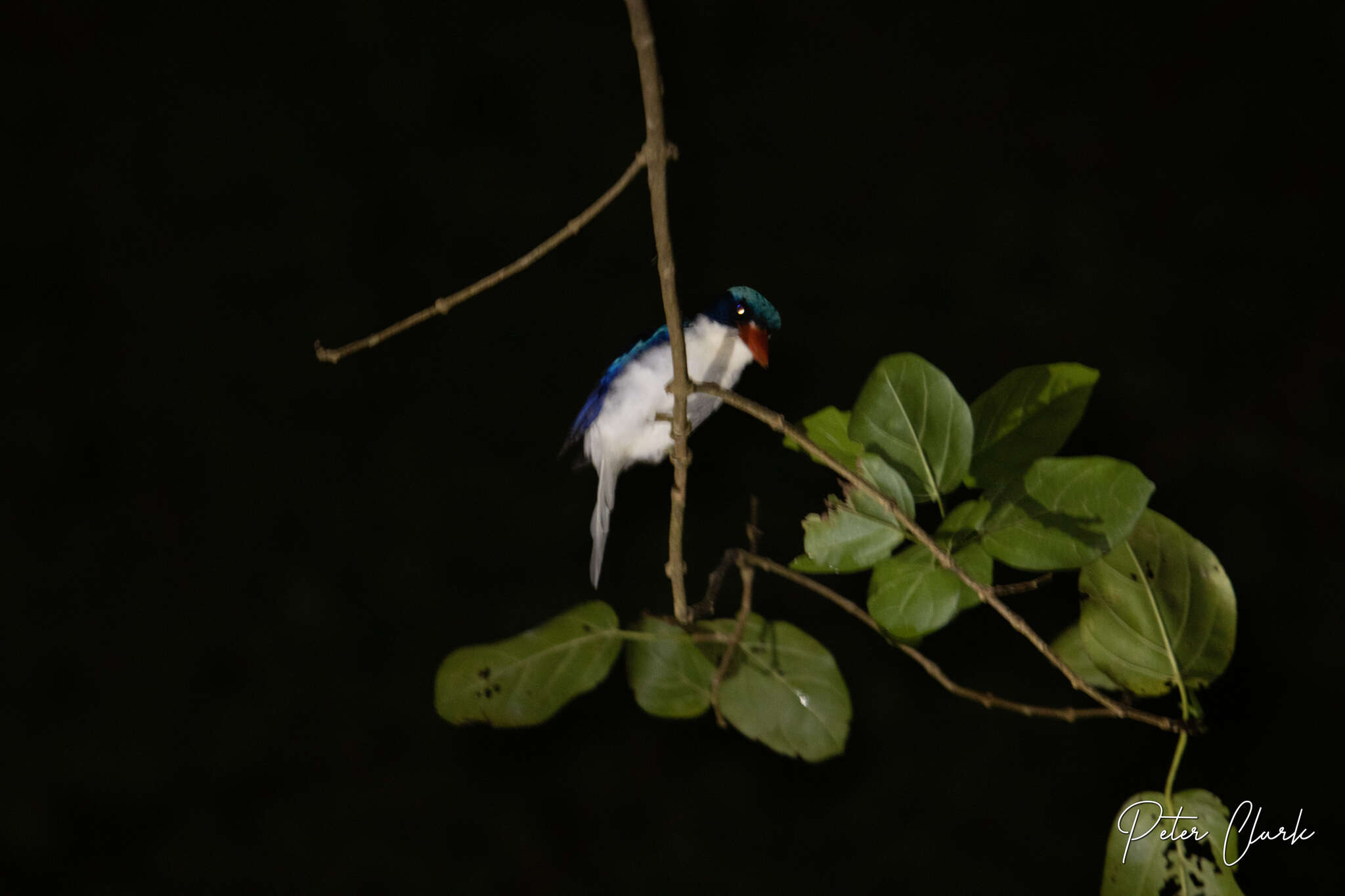 Image of Common Paradise Kingfisher