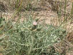 Imagem de Cirsium pitcheri (Torr. ex Eaton) Torr. & A. Gray