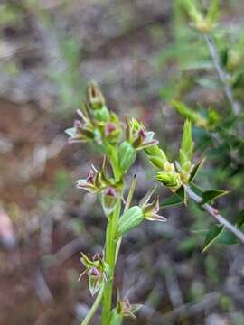 Imagem de Prasophyllum fecundum R. J. Bates