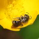 Plancia ëd Lasioglossum gilesi (Cockerell 1905)