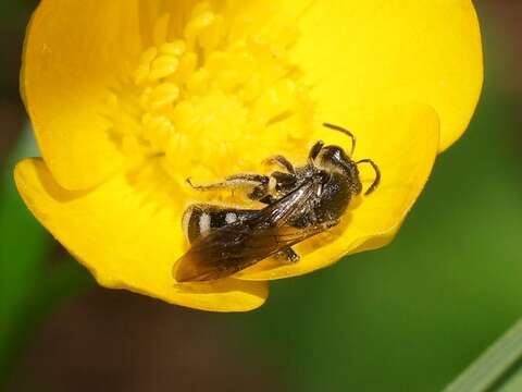 Lasioglossum gilesi (Cockerell 1905)的圖片