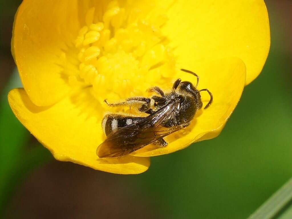 Image of Lasioglossum gilesi (Cockerell 1905)