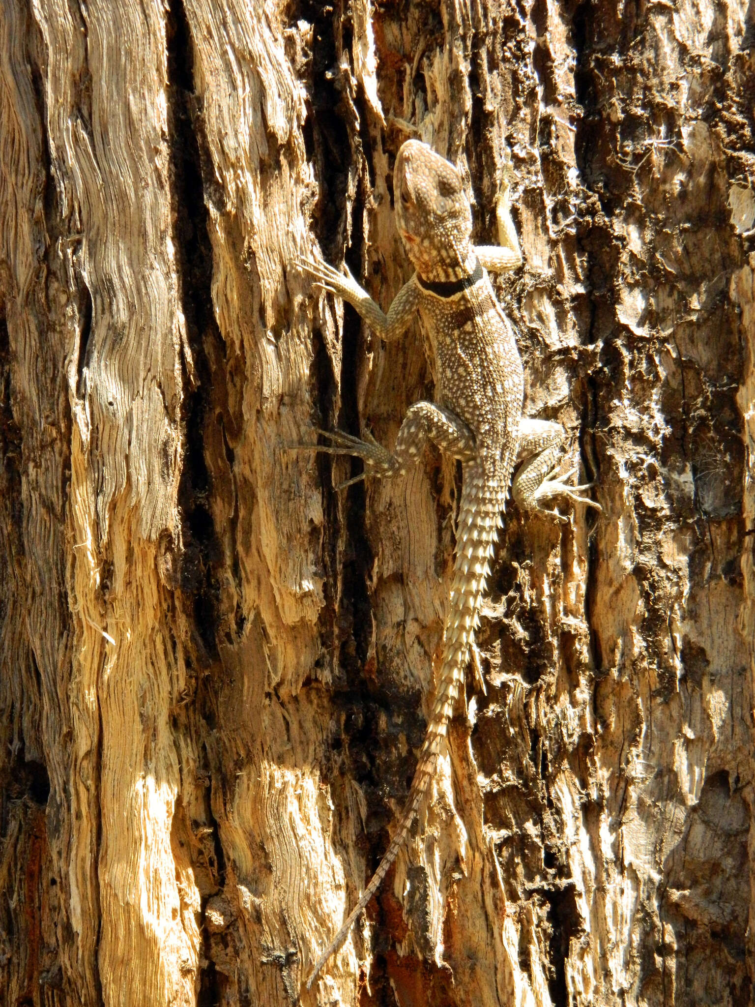 Image of Collared iguana