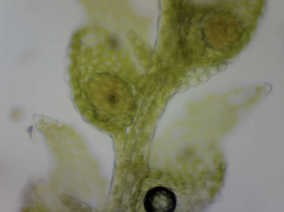 Image of Drepanolejeunea hamatifolia (Hook.) Schiffn.