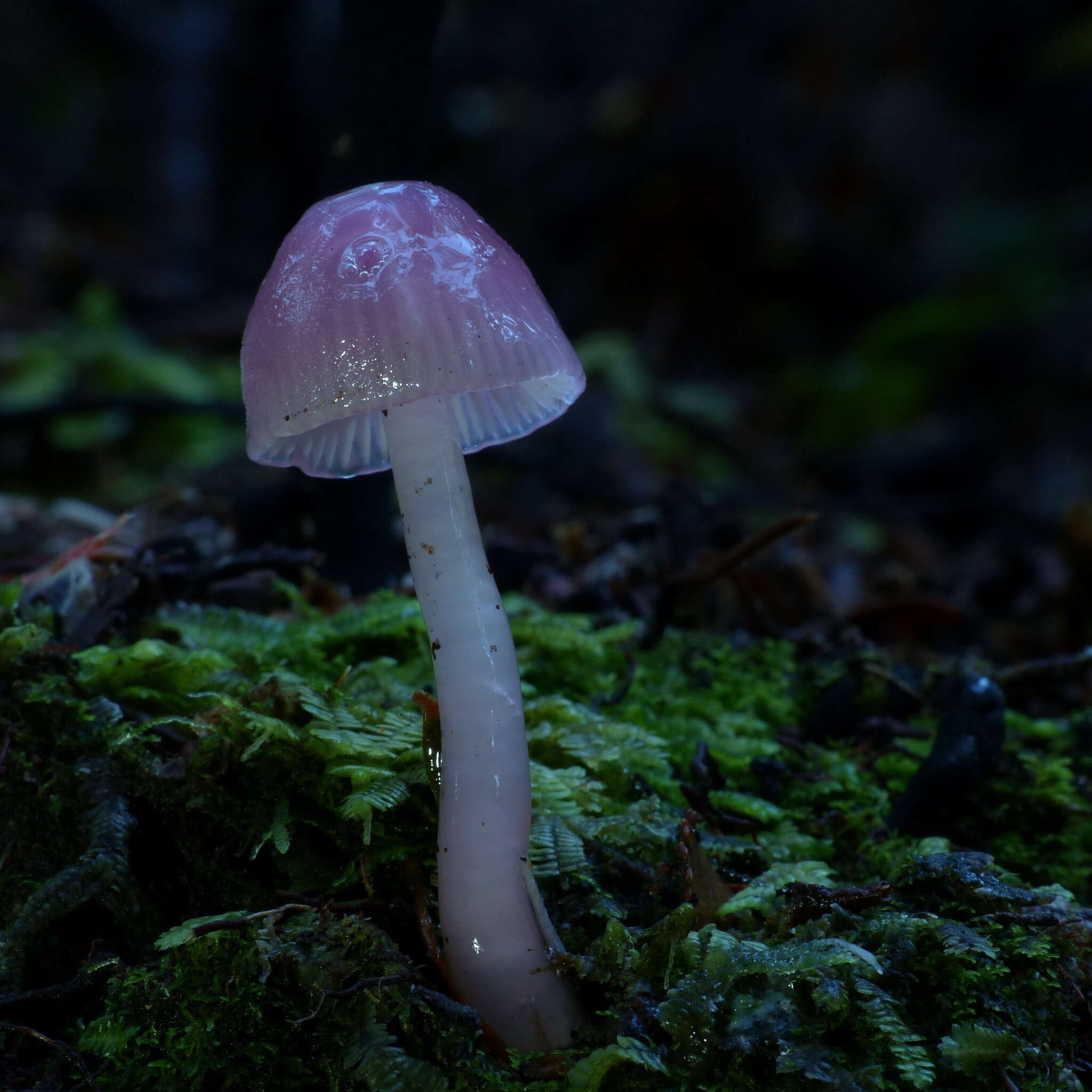 Image of Hygrocybe lilacinoides (E. Horak) Boertm. 2002