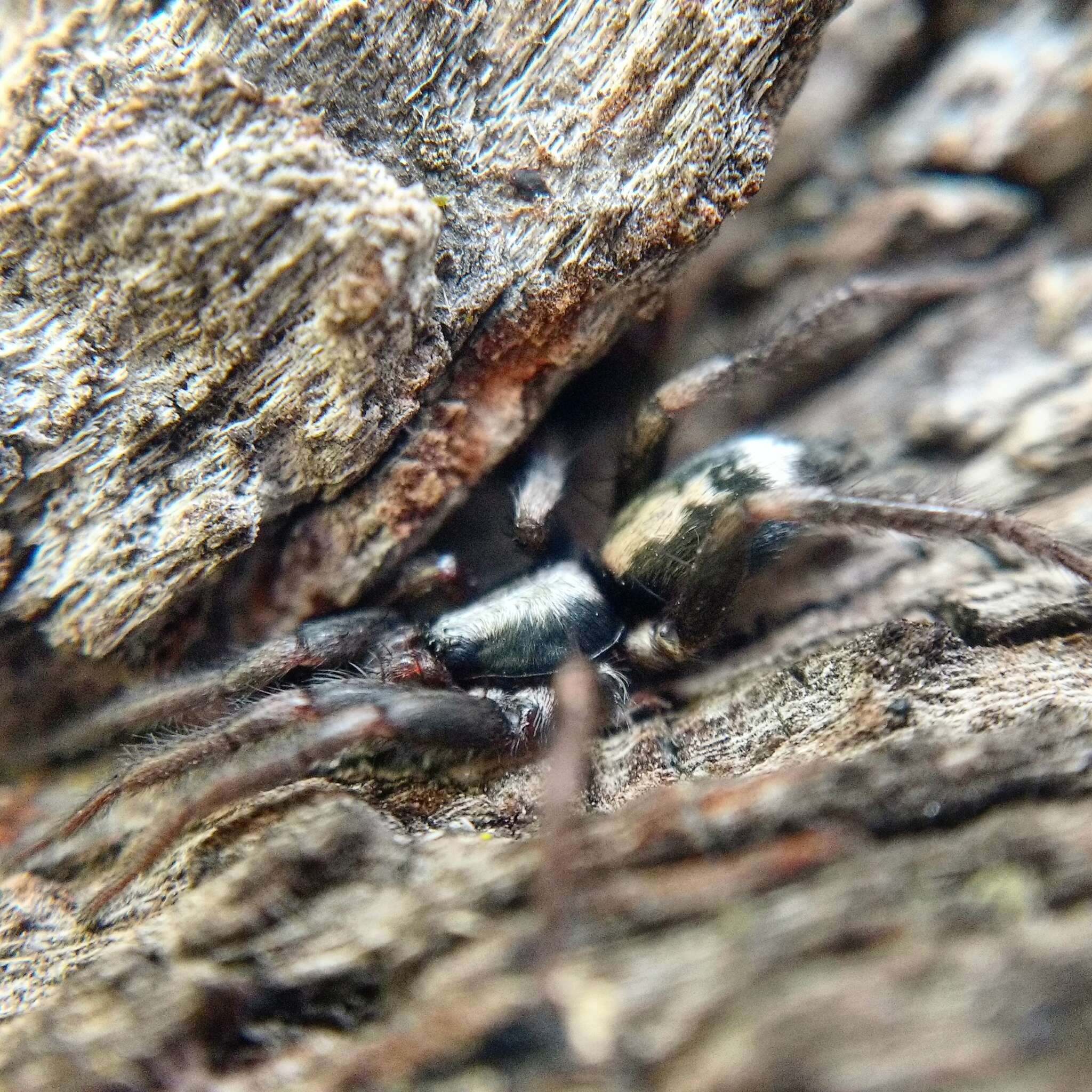 Image of Eastern Parson Spider