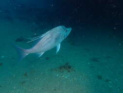 Image of Brown-spotted boarfish
