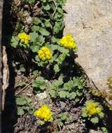 Plancia ëd Chrysosplenium pilosum var. sphaerospermum (Maxim.) Hara