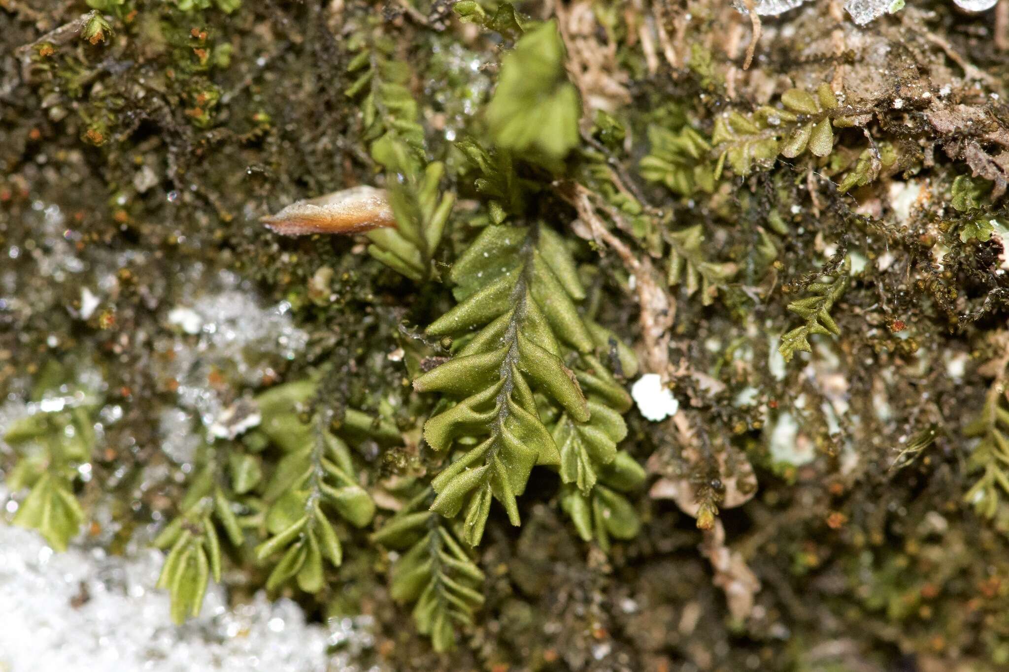 Image of Plagiochila porelloides (Torr. ex Nees) Lindenb.