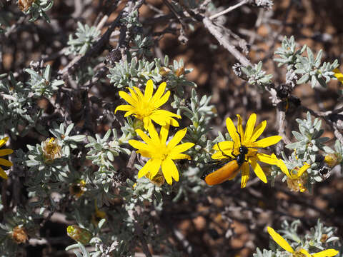 Image of Oedera glandulosa (Thunb.) N. G. Bergh