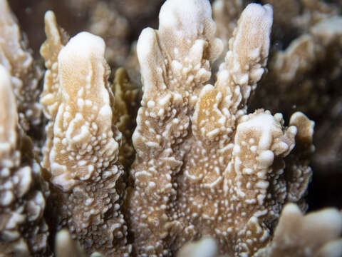 Image of pore coral