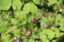 Acer heldreichii subsp. trautvetteri (Medvedev) E. Murray的圖片