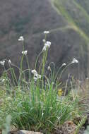 Image of Allium oreoprasum Schrenk