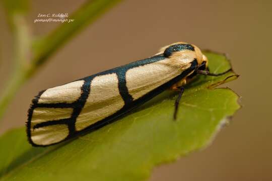 صورة Anaphosia cyanogramma Hampson 1903