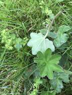 Image of Alchemilla micans Buser