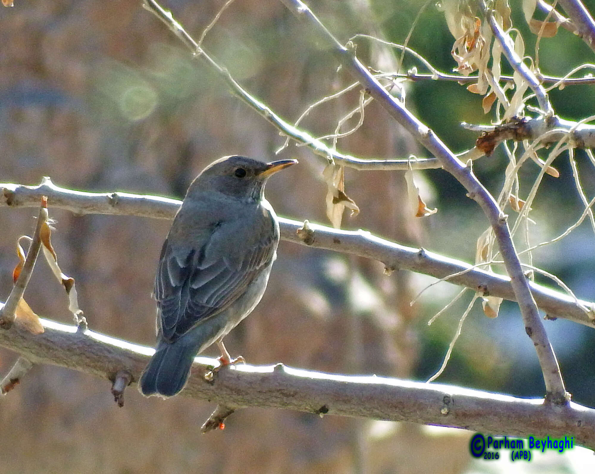 Imagem de Turdus atrogularis Jarocki 1819