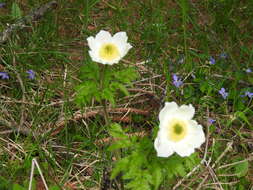 Imagem de Pulsatilla alpina (L.) Delarbre