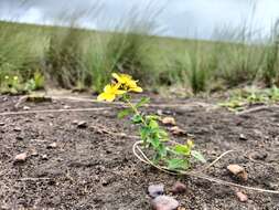 Imagem de Hypericum aethiopicum Thunb.