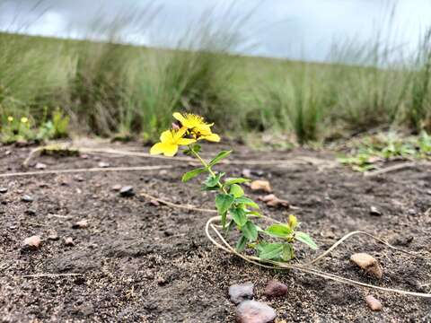 Image of Hypericum aethiopicum Thunb.