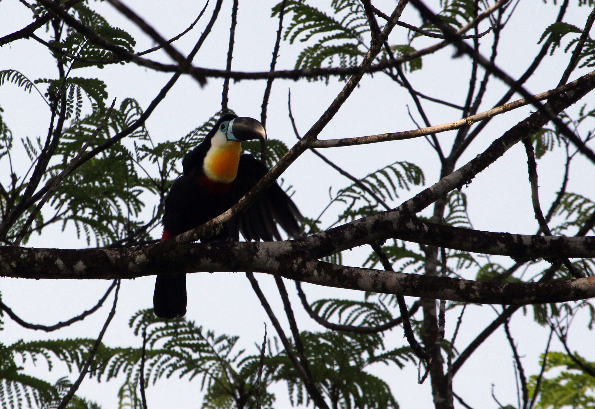 Image de Ramphastos vitellinus vitellinus Lichtenstein & Mhk 1823