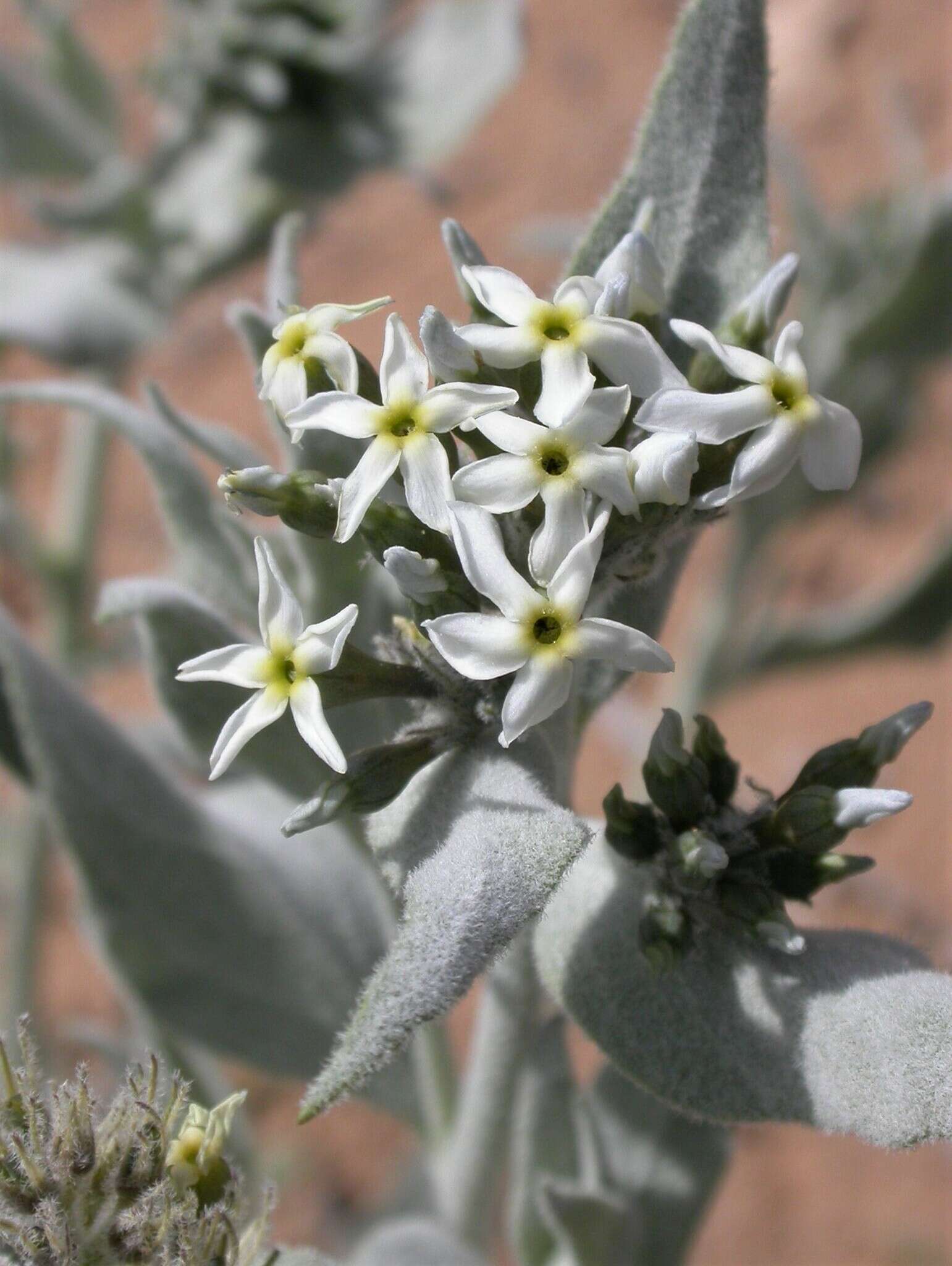 Plancia ëd <i>Amsonia <i>tomentosa</i></i> var. tomentosa