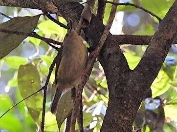 Image of Large-billed Scrubwren