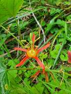 Passiflora cinnabarina Lindl.的圖片