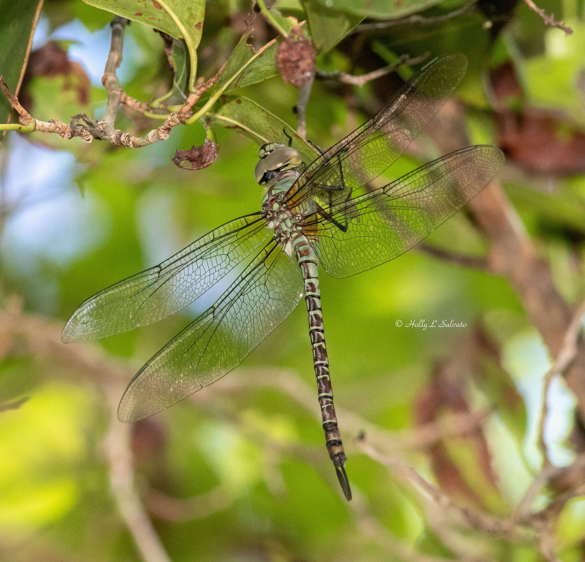 Image of Mangrove Darner