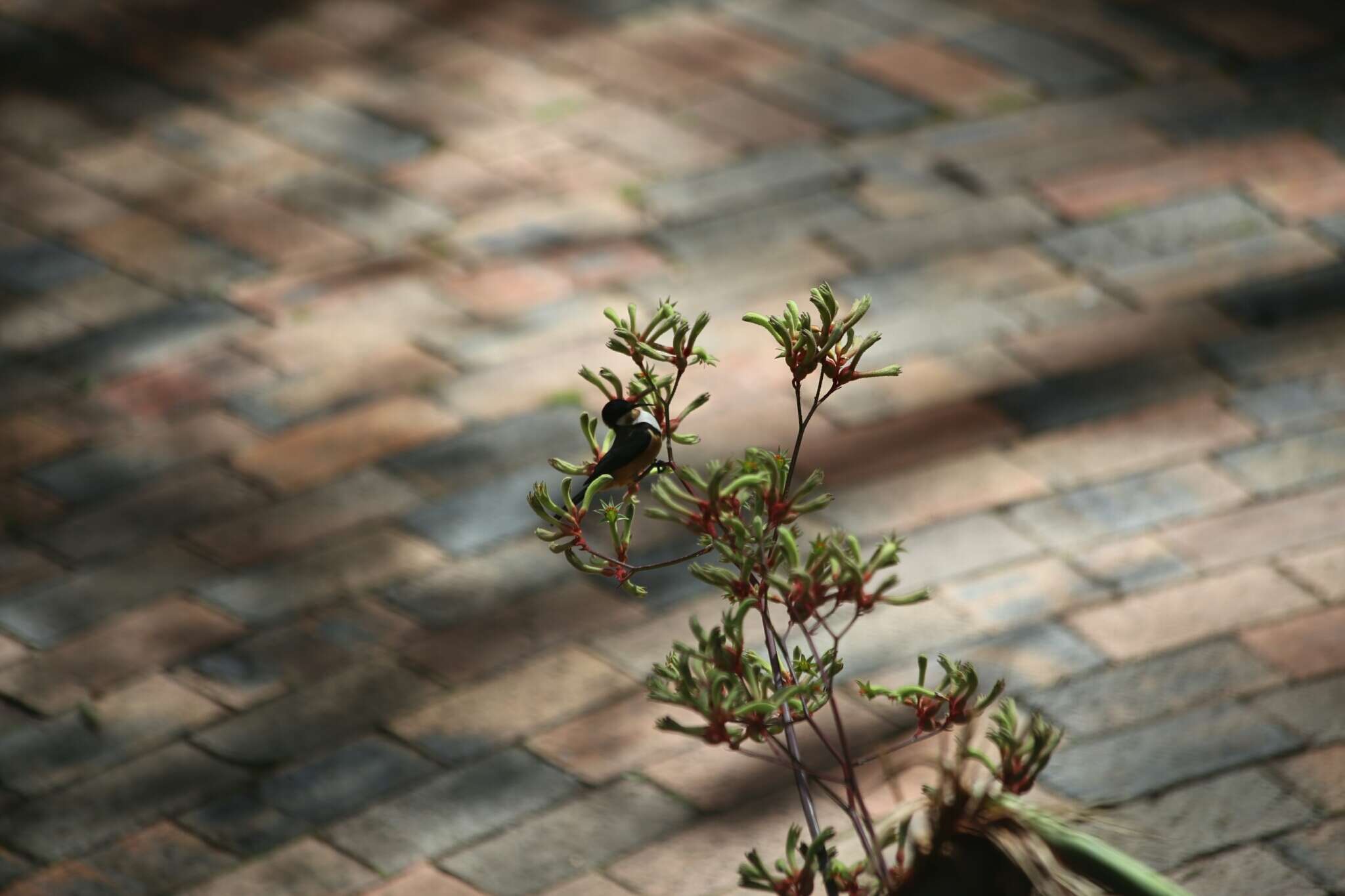 Image of Spinebill