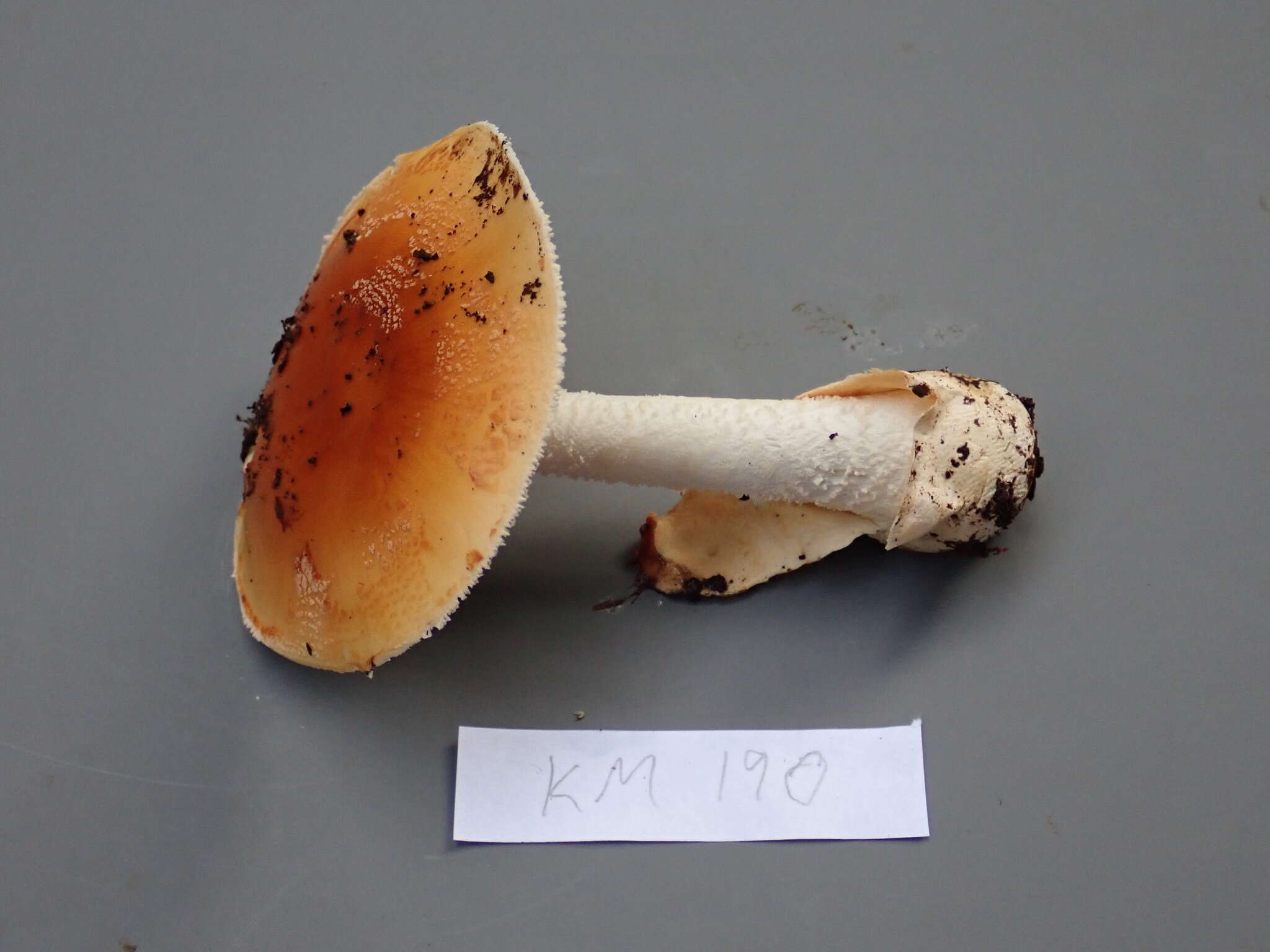 Image of Amanita aurantiobrunnea C. M. Simmons, T. W. Henkel & Bas 2002