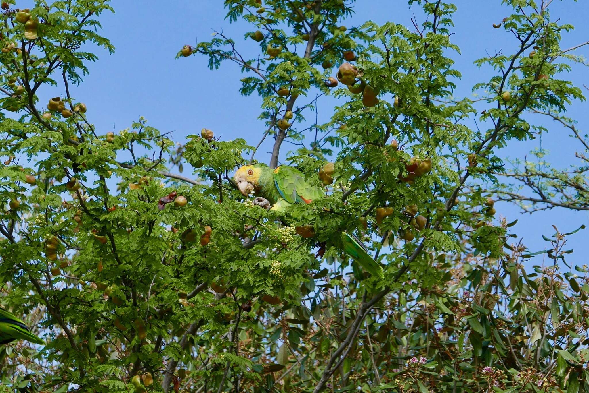 Image of Yellow-shouldered Amazon