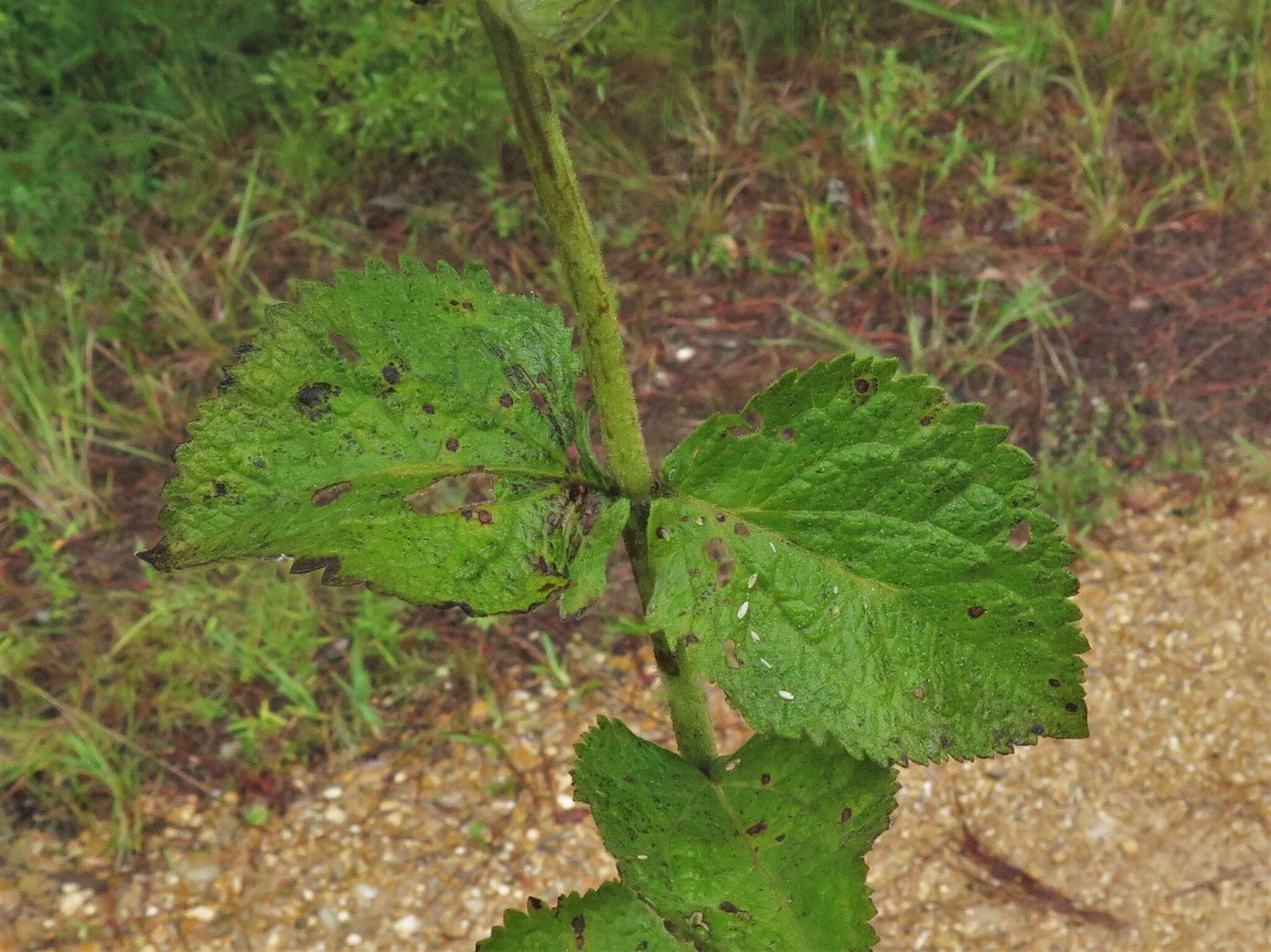 Eupatorium cordigerum (Fern.) Fern.的圖片