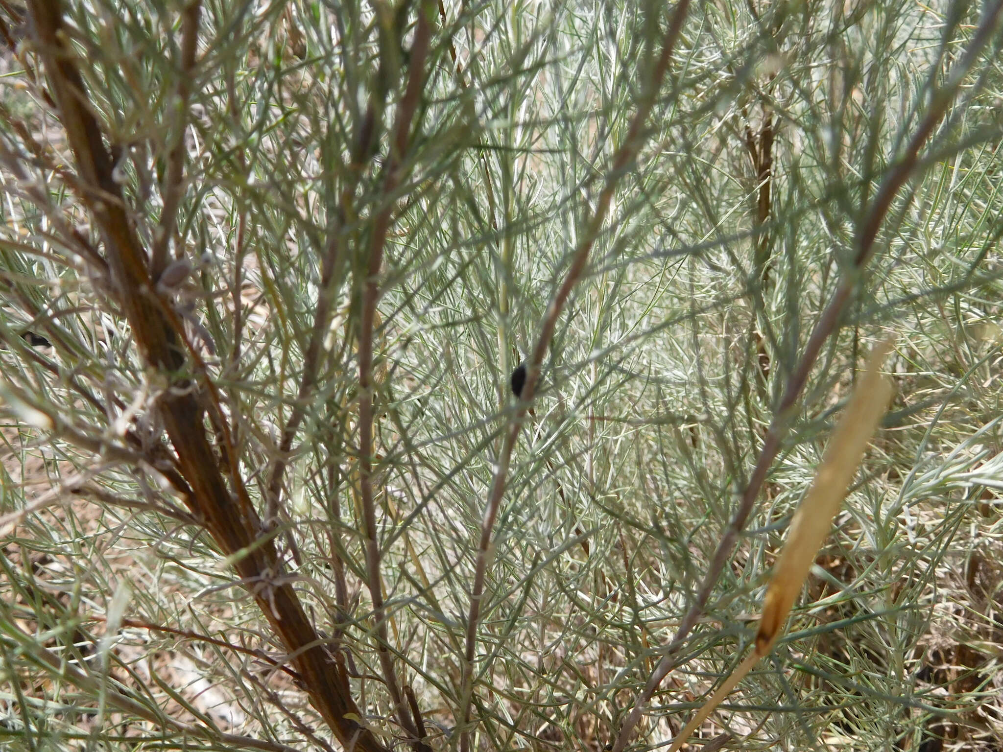 Artemisia filifolia Torr. resmi