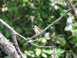 Image of Plain-breasted Piculet